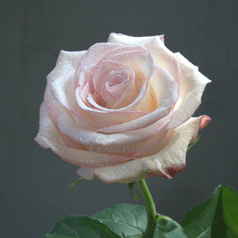 Glitter Light Pink Roses