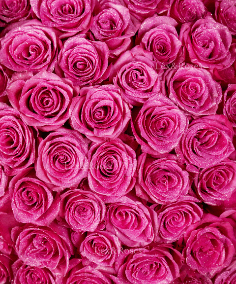 Glitter Hot Pink Roses