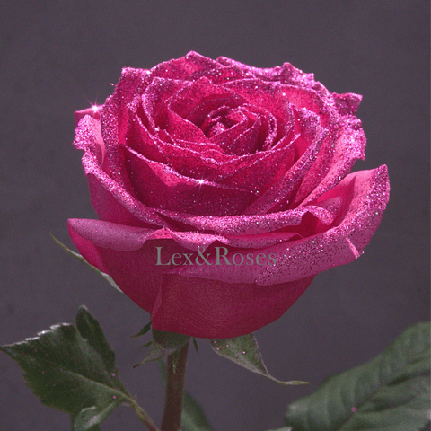 Glitter Hot Pink Roses