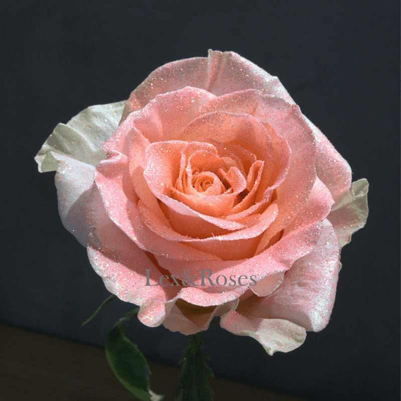 Glitter Peach Roses - Nationwide