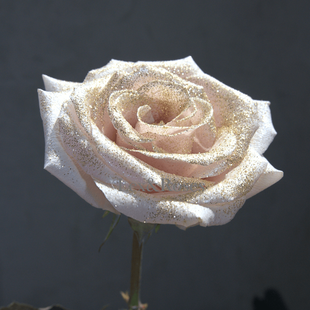 Glitter Gold Roses – Lex&Roses
