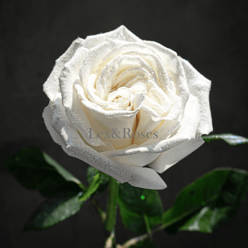 Glitter White Roses