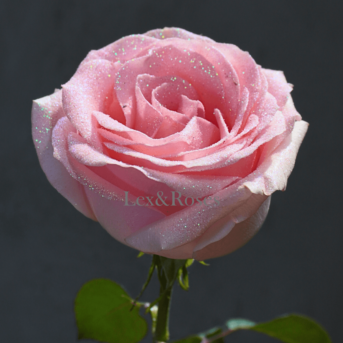 Sparkly Pink Roses Enchanted Glitter Roses – PBC Gifts