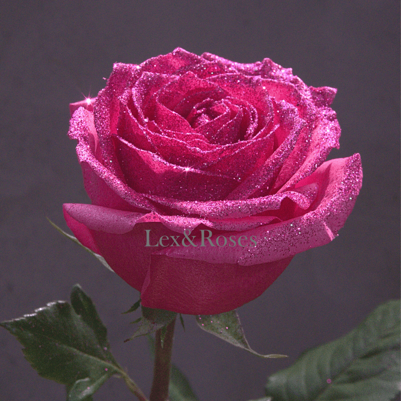 Glitter Hot Pink Roses - Nationwide
